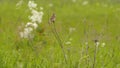 ÃÂ ÃÂÃÂ¡hestnut-eared bunting Emberiza fucata - Khingan nature reserve Royalty Free Stock Photo